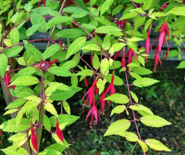 Fuchsia magellanica 'Gold Mountain' Thyboesminde Stauder